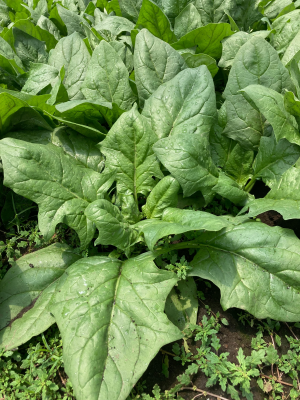 ほうれん草
