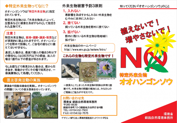 オオハンゴンソウ（環境省①）