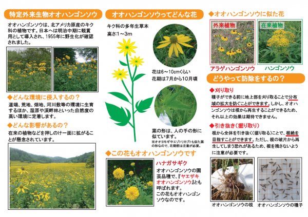 オオハンゴンソウ（環境省②）