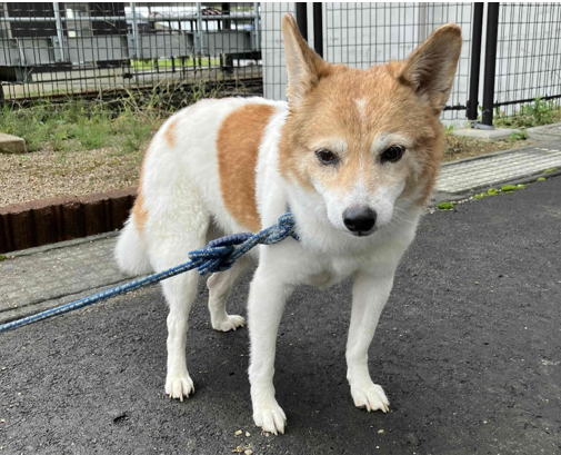 迷い犬