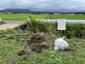 駆除されたオオハンゴンソウ